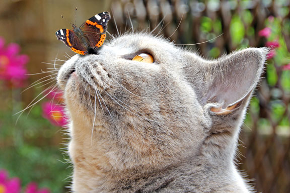 butterfly on a kitten nose