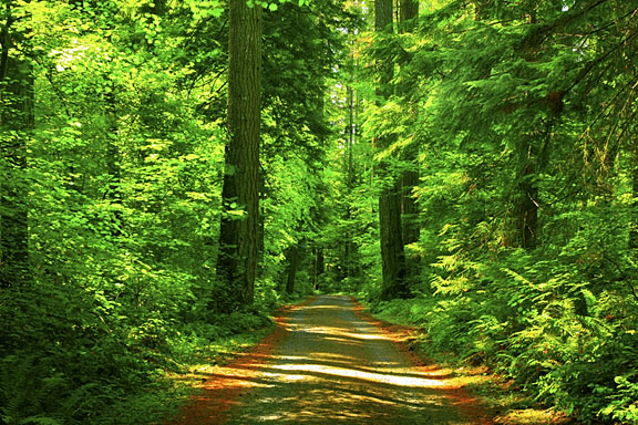 forest trail in northwest Washington, USA