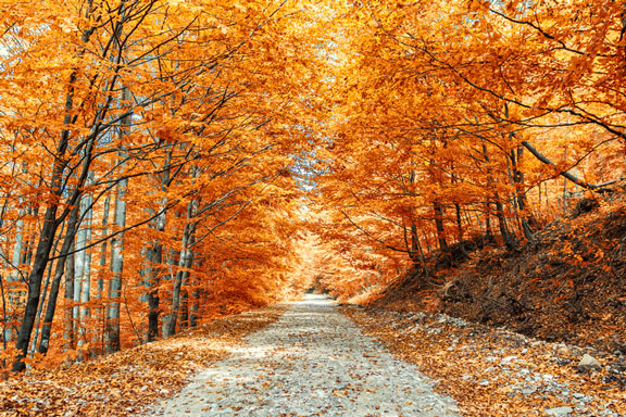 pathway through a forest