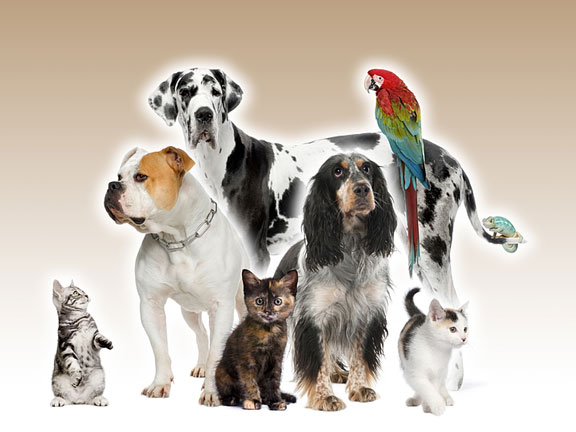 Pet Cats, Dogs, Bird, and Reptile