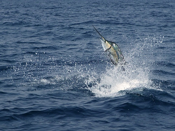 sailfish jumping in the deep blue sea