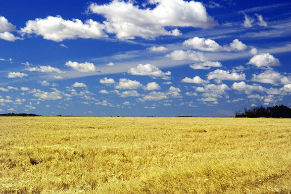 wheat field in Saskatchewan