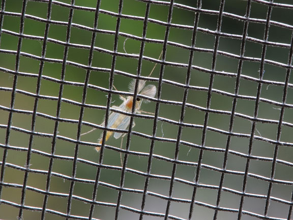 mosquito on a window screen