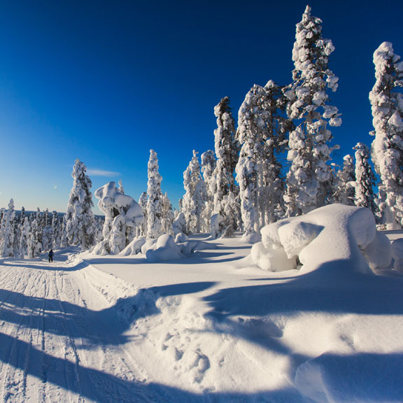 snow-covered ski slope and evergreen trees