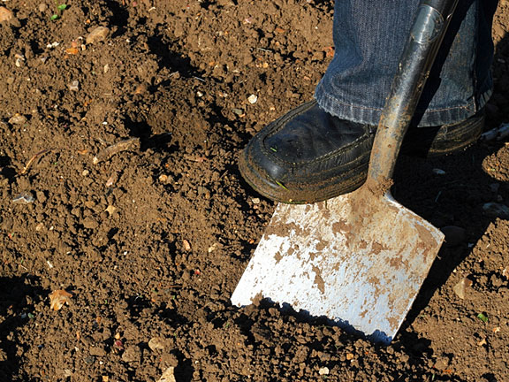 foot pushing a spade to dig into the ground