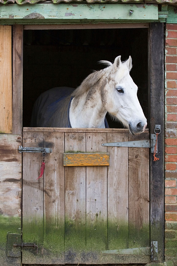 horse in a stable