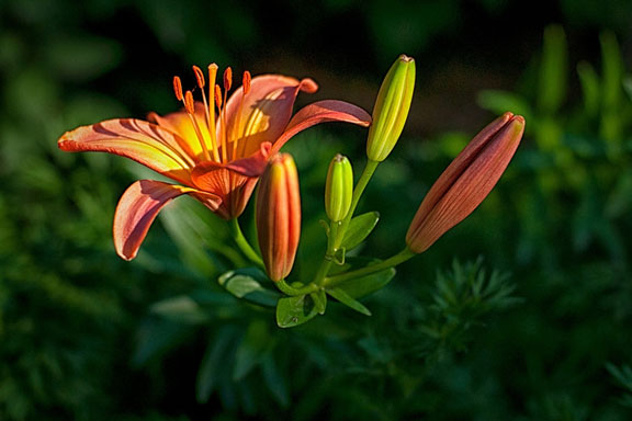 tiger lily