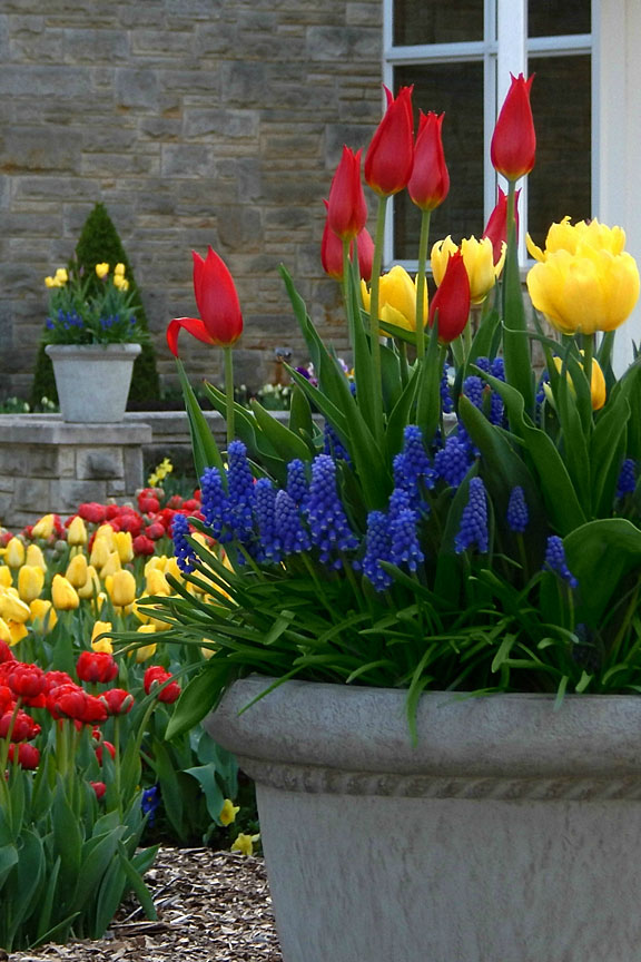 tulips, grape hyacinths, and a stone wall