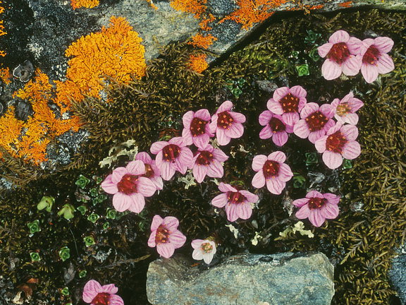 flowers in the tundra