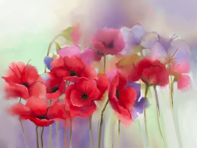 watercolor painting - red poppies