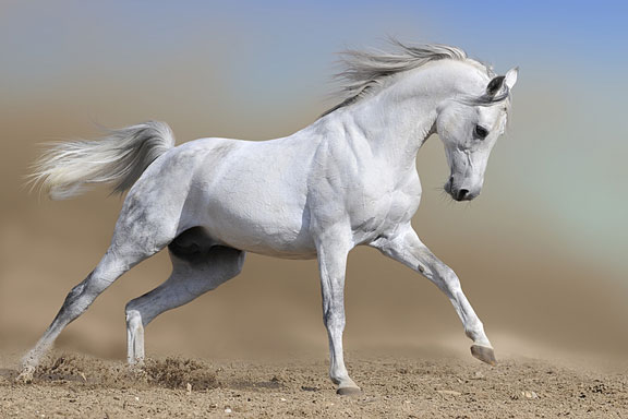 white arabian horse